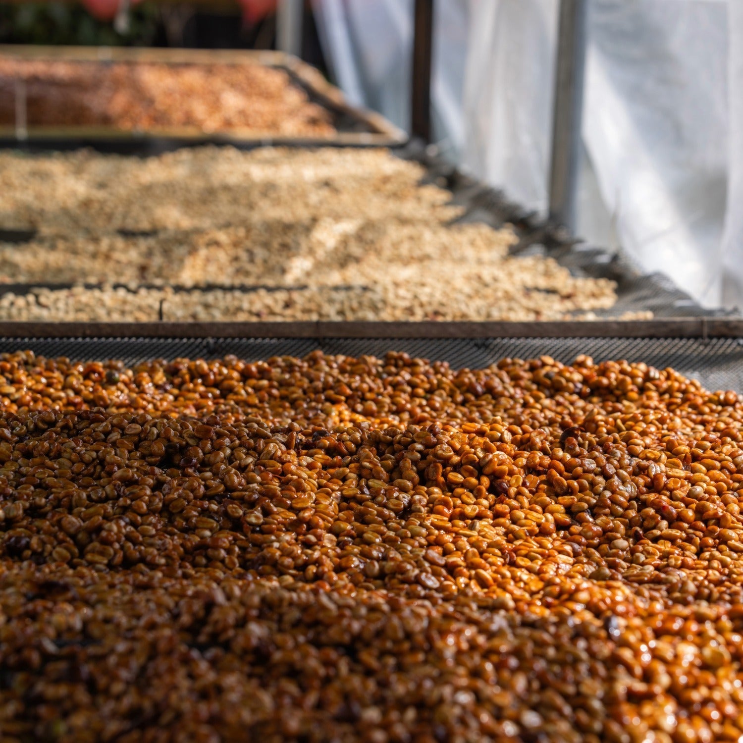 Proceso Honey, el secreto de los cafés dulces
