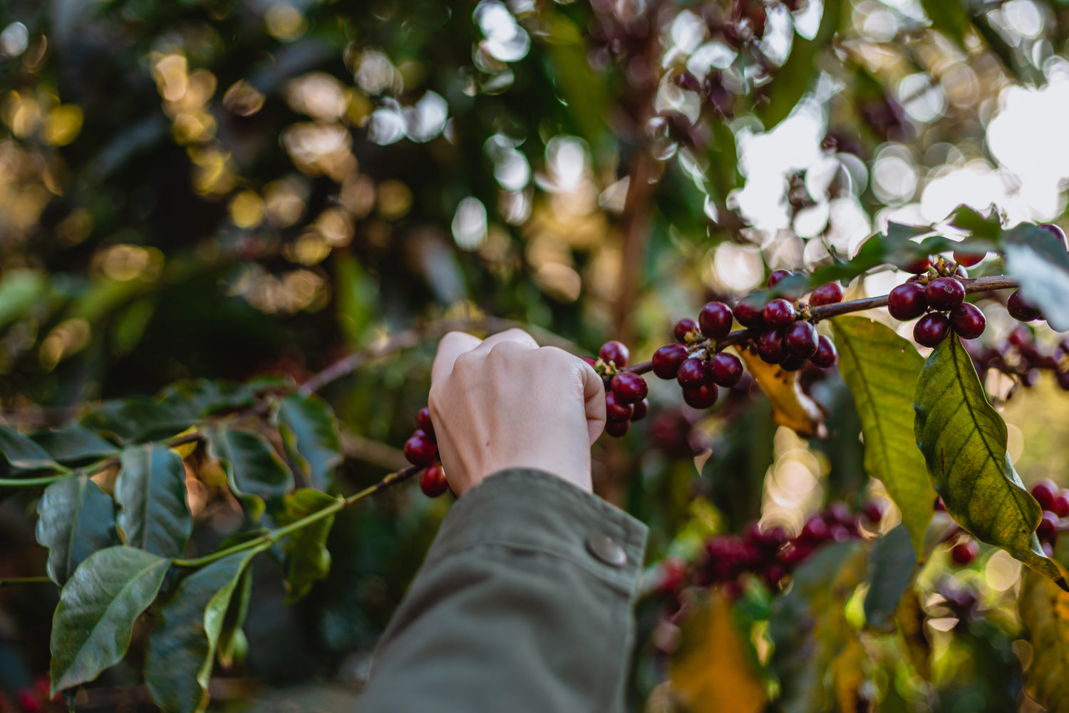 El café es una fruta?